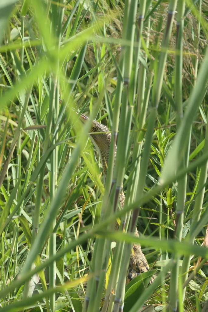 大嘴麻鳽(Botaurus pinnatus)