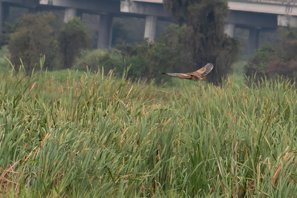 大嘴麻鳽(Botaurus pinnatus)