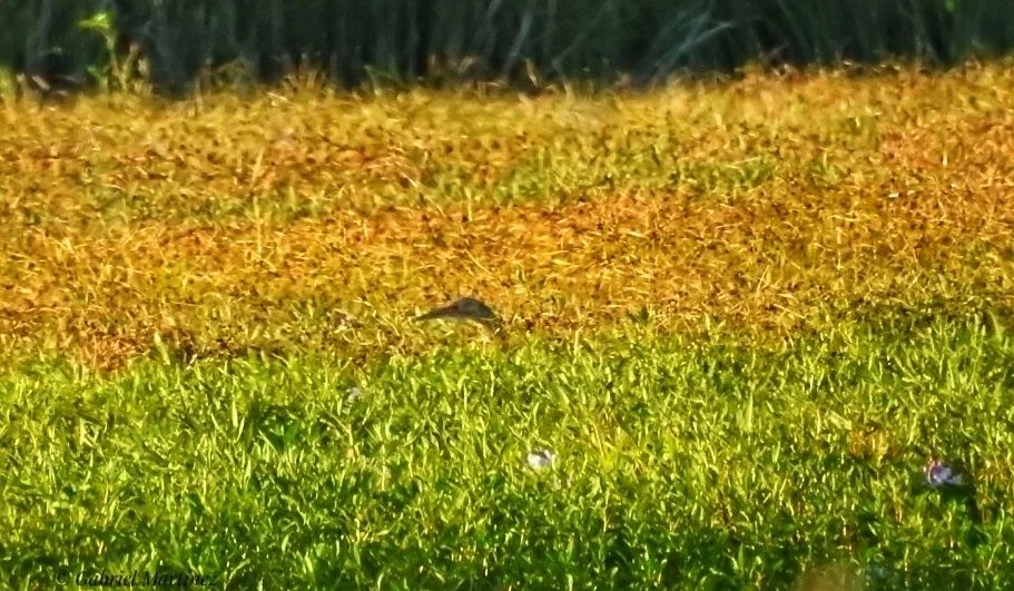 大嘴麻鳽(Botaurus pinnatus)