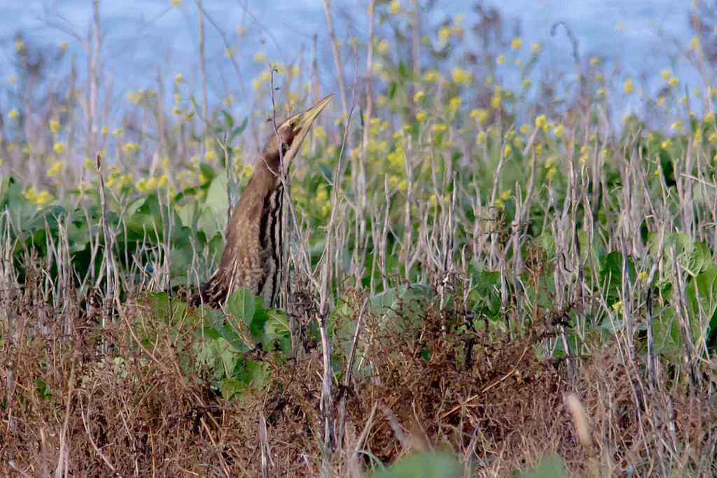 褐麻鳽(Botaurus poiciloptilus)