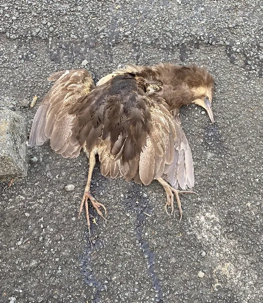 褐麻鳽(Botaurus poiciloptilus)