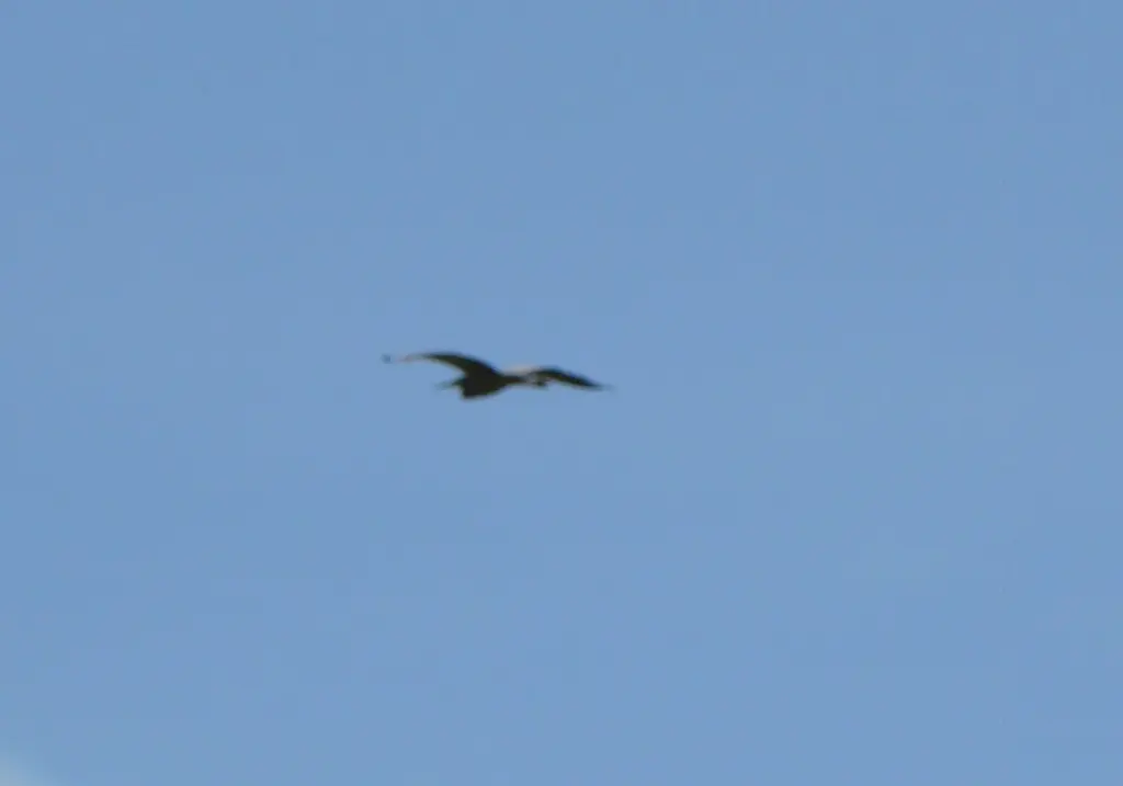 褐麻鳽(Botaurus poiciloptilus)