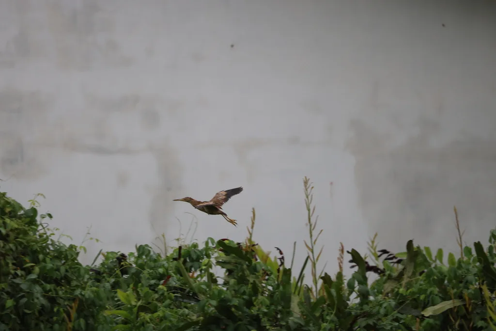 黄苇鳽(Botaurus sinensis)