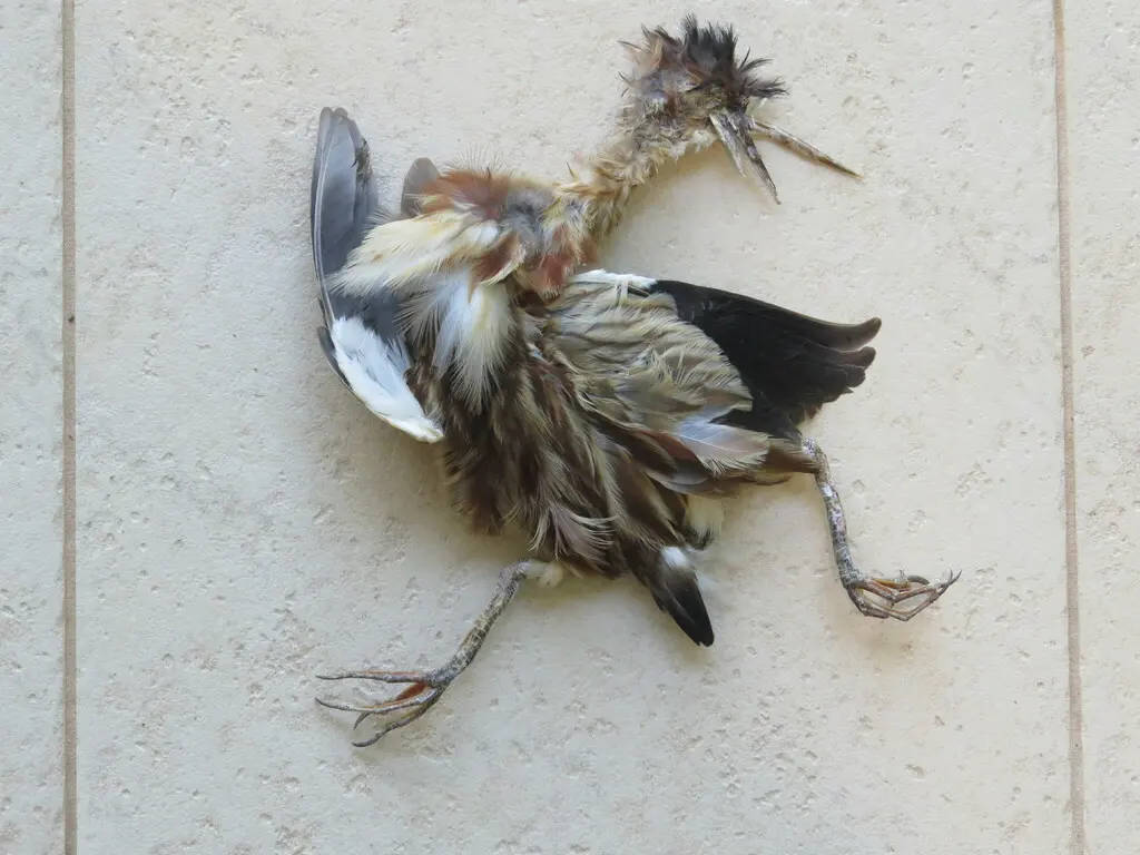 黄苇鳽(Botaurus sinensis)