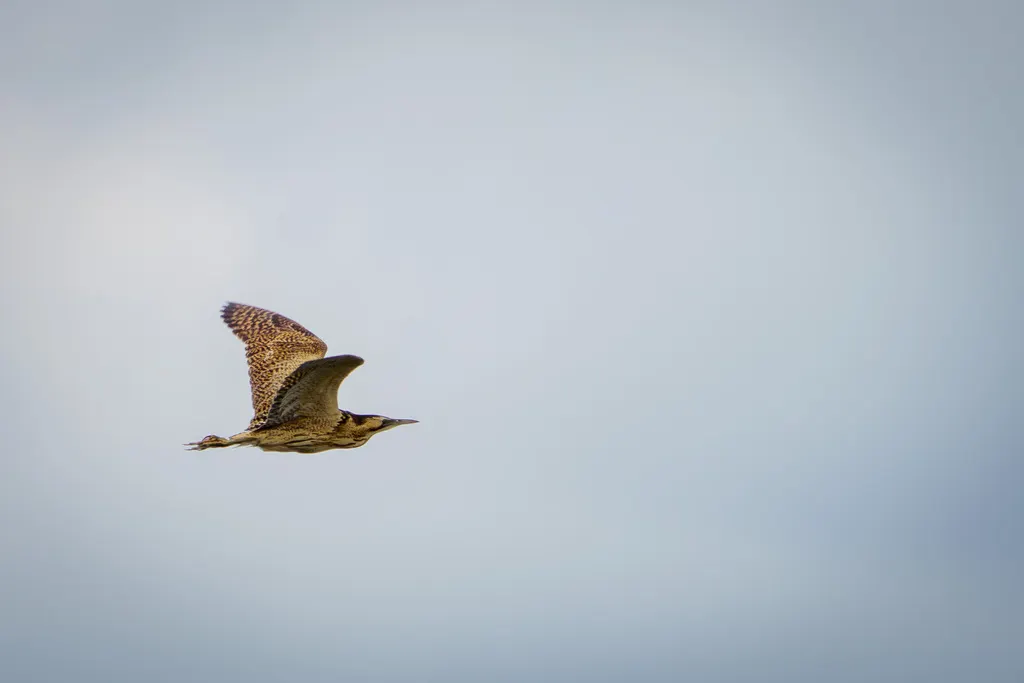 大麻鳽(Botaurus stellaris)