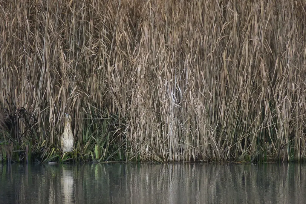 大麻鳽(Botaurus stellaris)