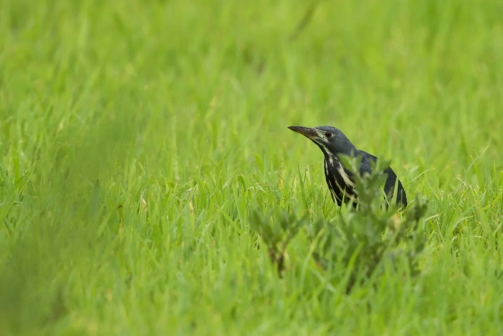 蓝苇鳽(Botaurus sturmii)