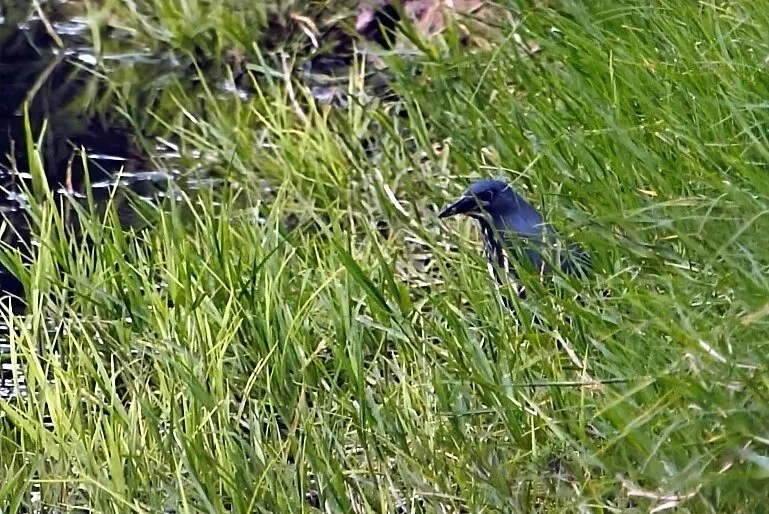 蓝苇鳽(Botaurus sturmii)