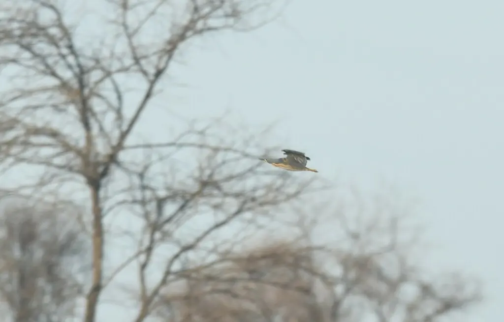 蓝苇鳽(Botaurus sturmii)