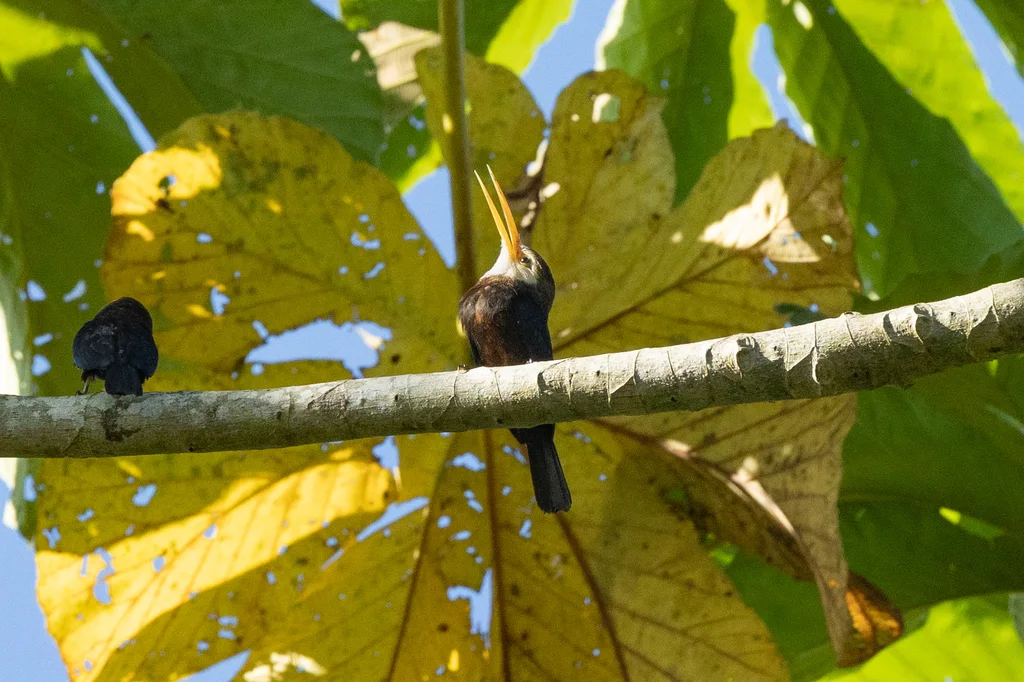 白喉鹟䴕(Brachygalba albogularis)