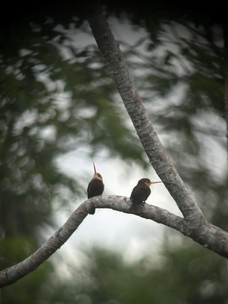 白喉鹟䴕(Brachygalba albogularis)