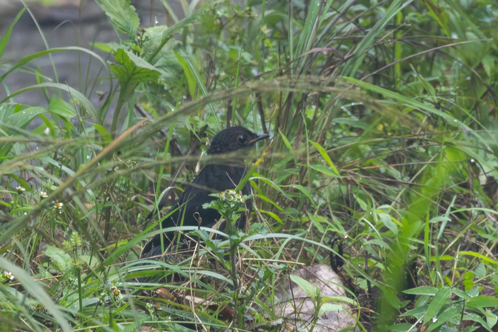 喜山短翅鸫(Brachypteryx cruralis)