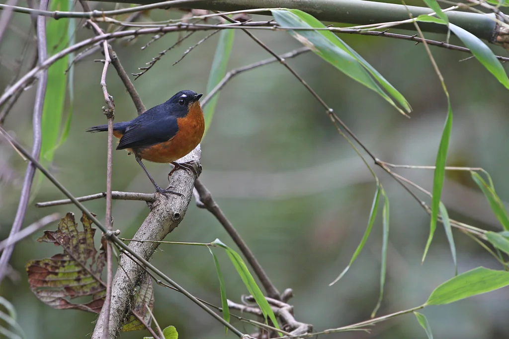 锈腹短翅鸫(Brachypteryx hyperythra)