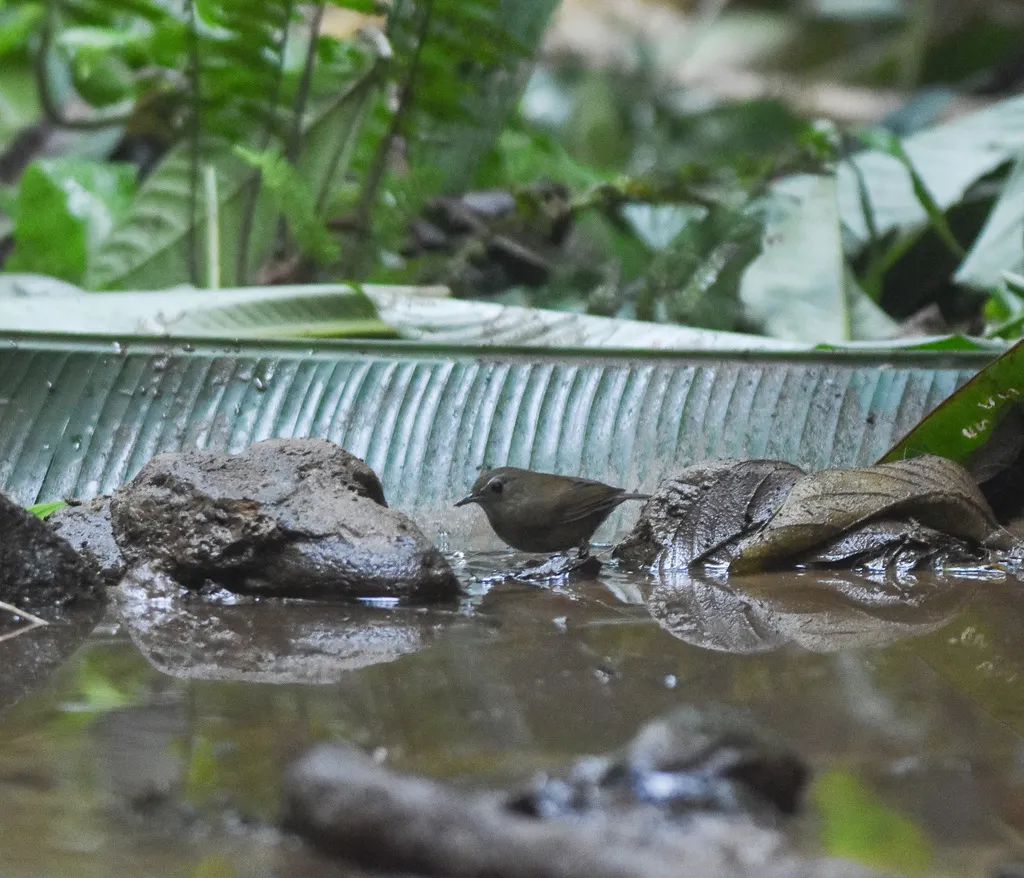 白喉短翅鸫(Brachypteryx leucophris)