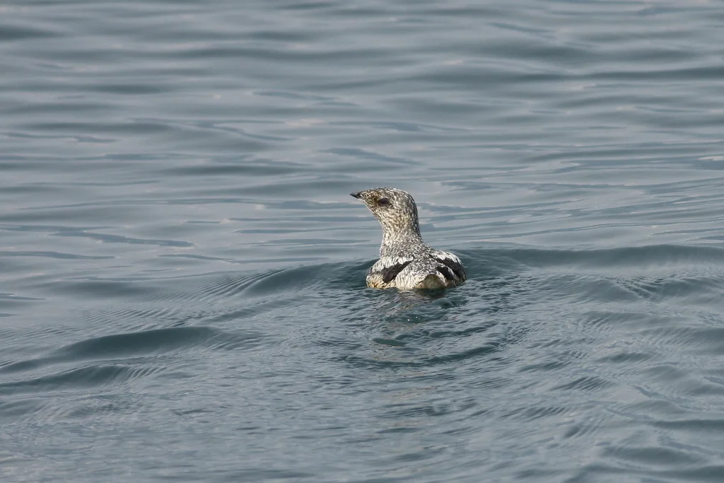 小嘴斑海雀(Brachyramphus brevirostris)