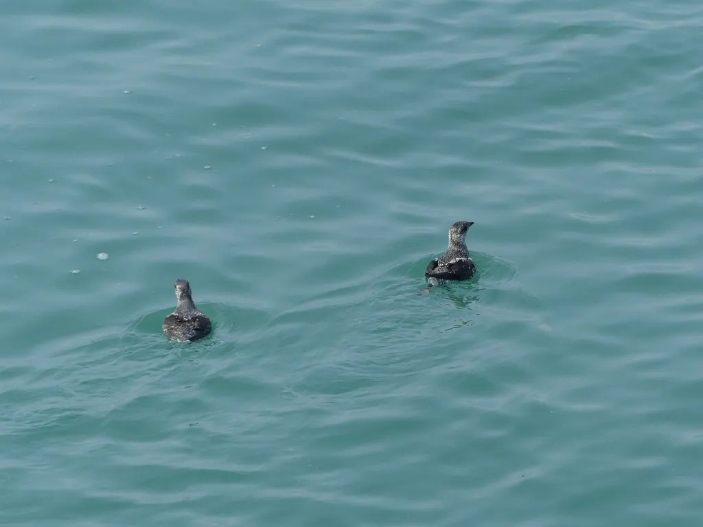 小嘴斑海雀(Brachyramphus brevirostris)