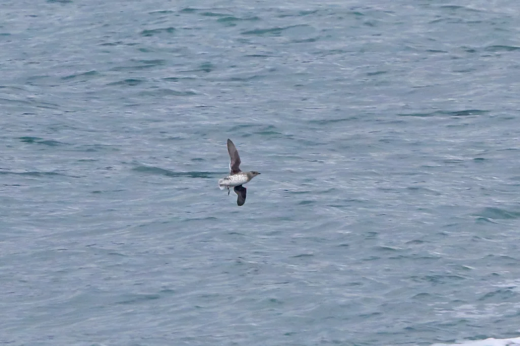小嘴斑海雀(Brachyramphus brevirostris)