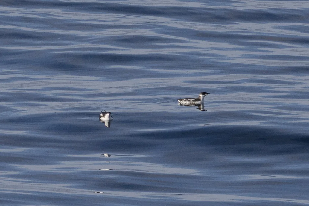 云石斑海雀(Brachyramphus marmoratus)