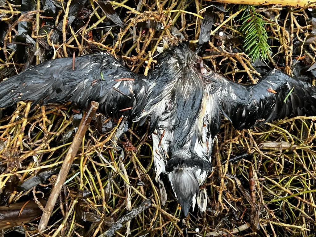 云石斑海雀(Brachyramphus marmoratus)