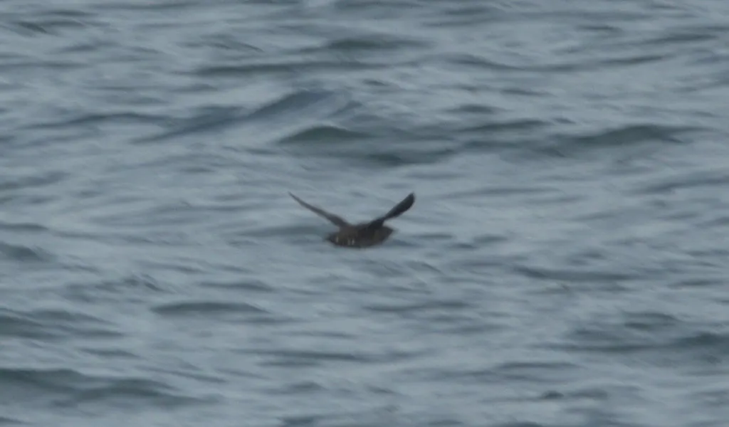云石斑海雀(Brachyramphus marmoratus)