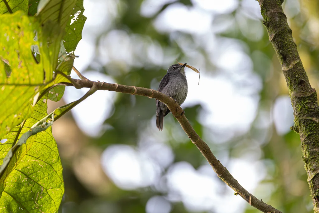 暗蓝鹟(Bradornis comitatus)