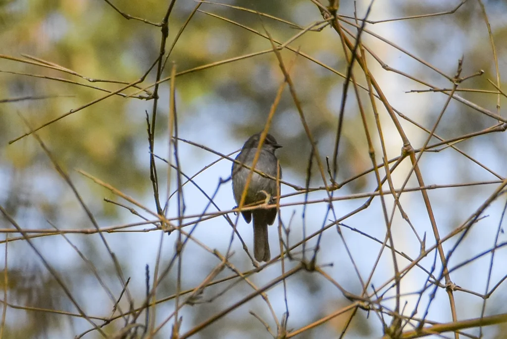暗蓝鹟(Bradornis comitatus)
