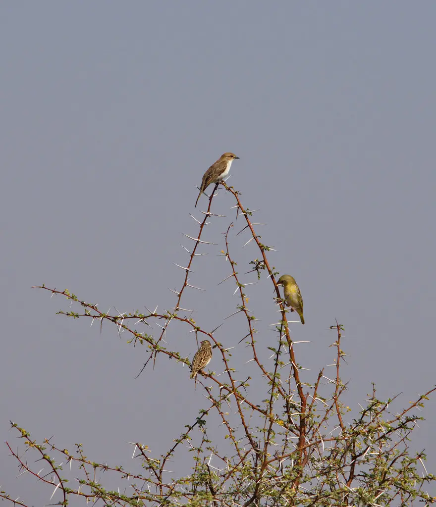 南非灰鹟(Bradornis mariquensis)
