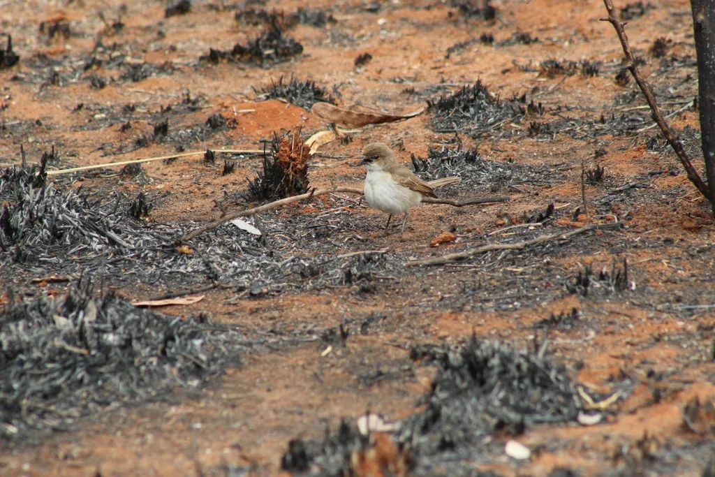 南非灰鹟(Bradornis mariquensis)