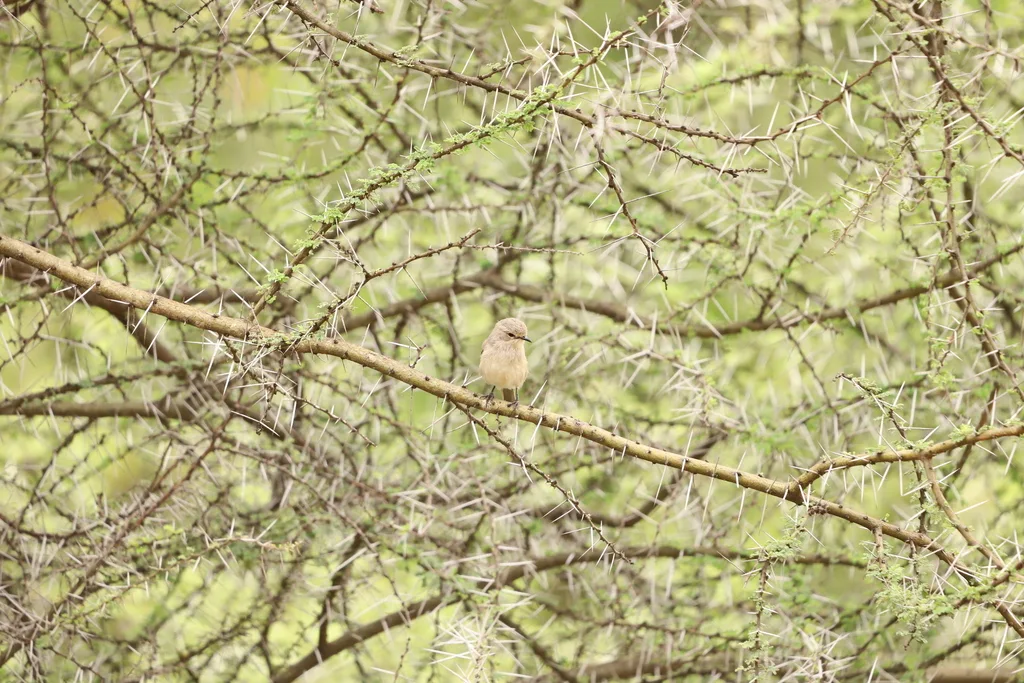 非洲灰鹟(Bradornis microrhynchus)