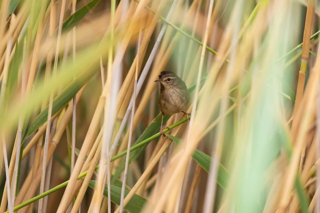 蒲草短翅莺(Bradypterus baboecala)