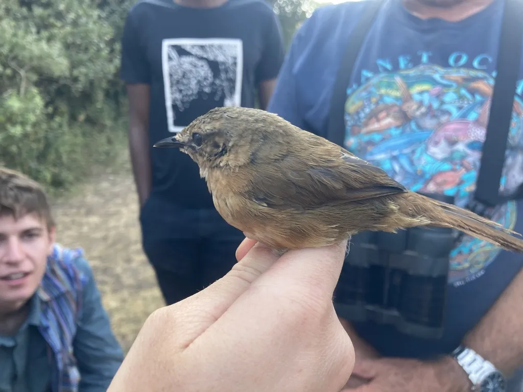 桂红短翅莺(Bradypterus cinnamomeus)
