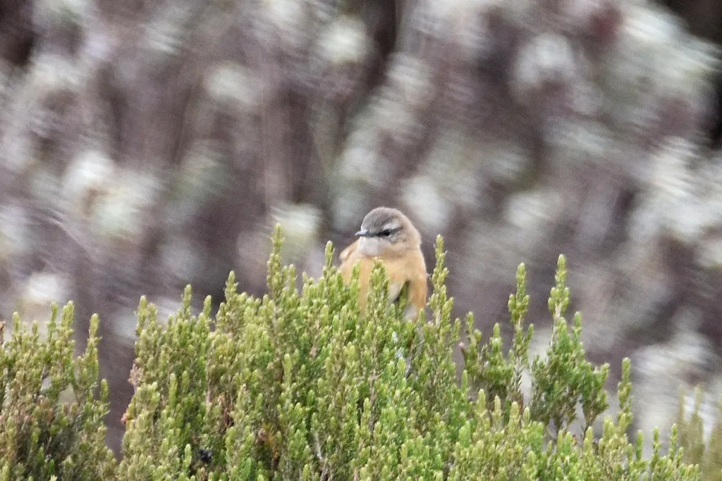桂红短翅莺(Bradypterus cinnamomeus)