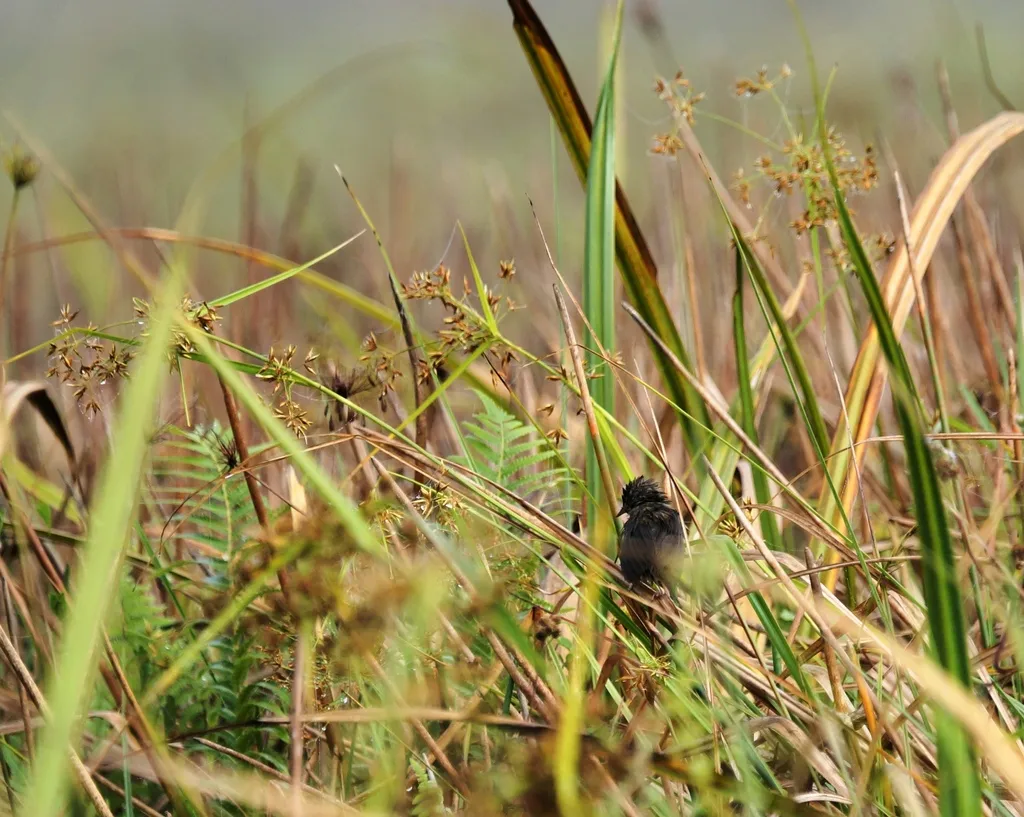 灰短翅莺(Bradypterus seebohmi)