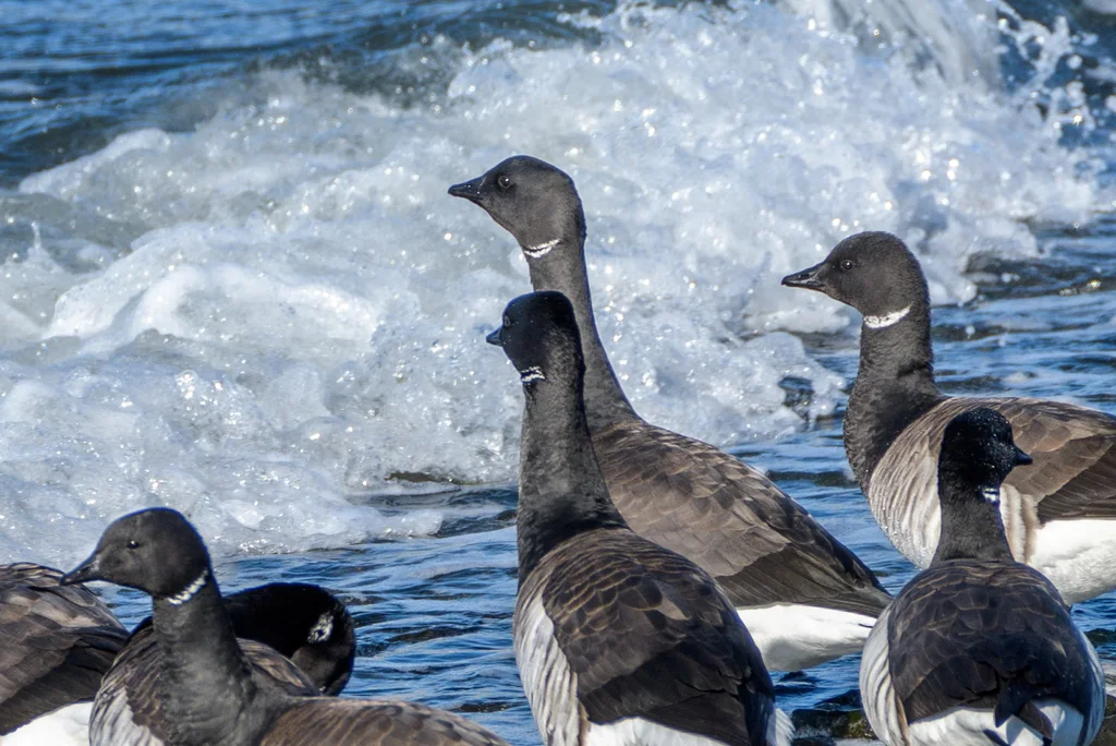 黑雁(Branta bernicla)