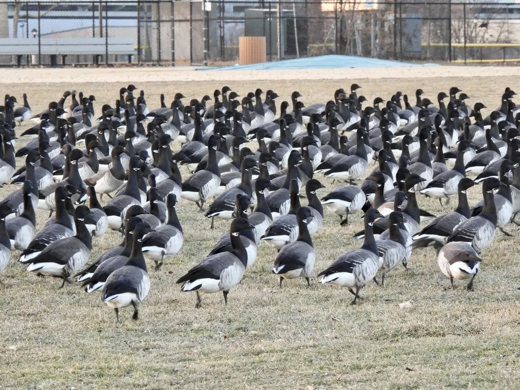 黑雁(Branta bernicla)