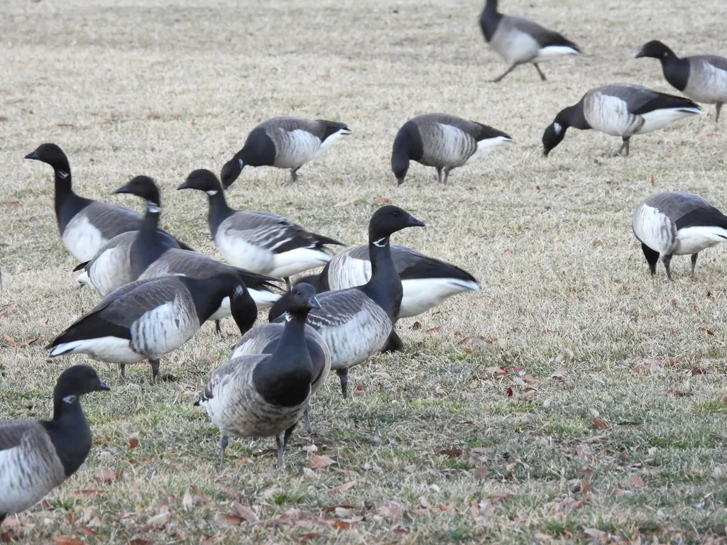 黑雁(Branta bernicla)