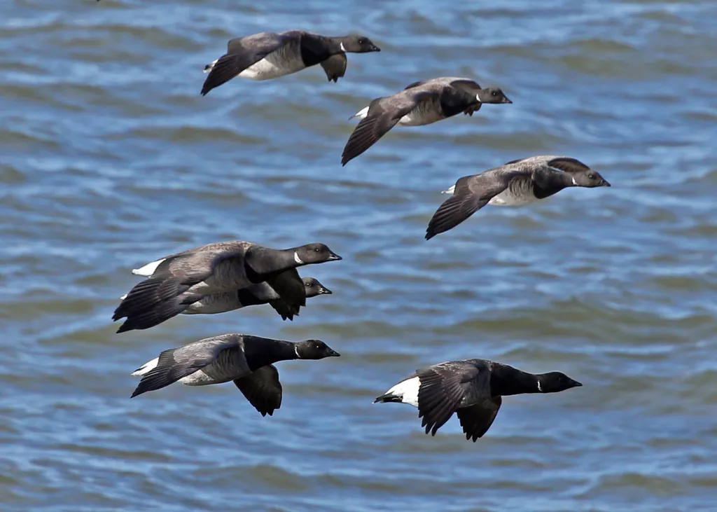 黑雁(Branta bernicla)