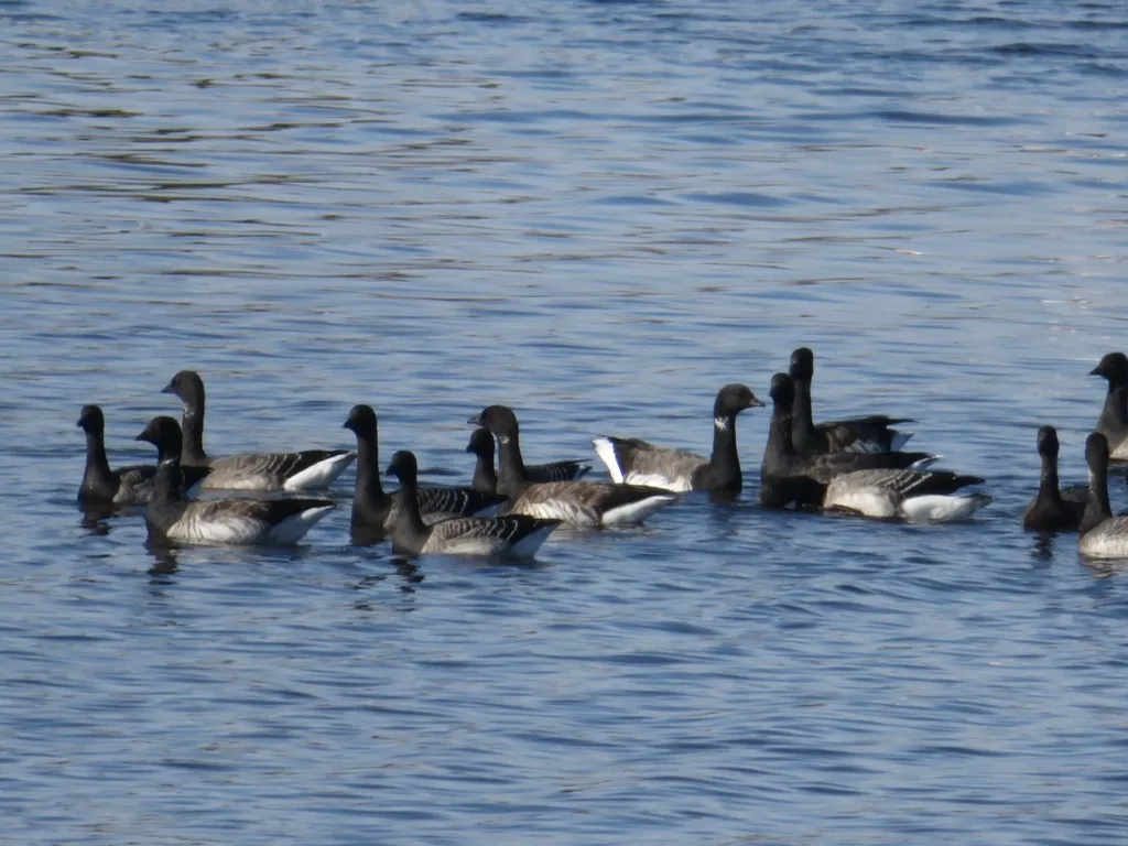 黑雁(Branta bernicla)
