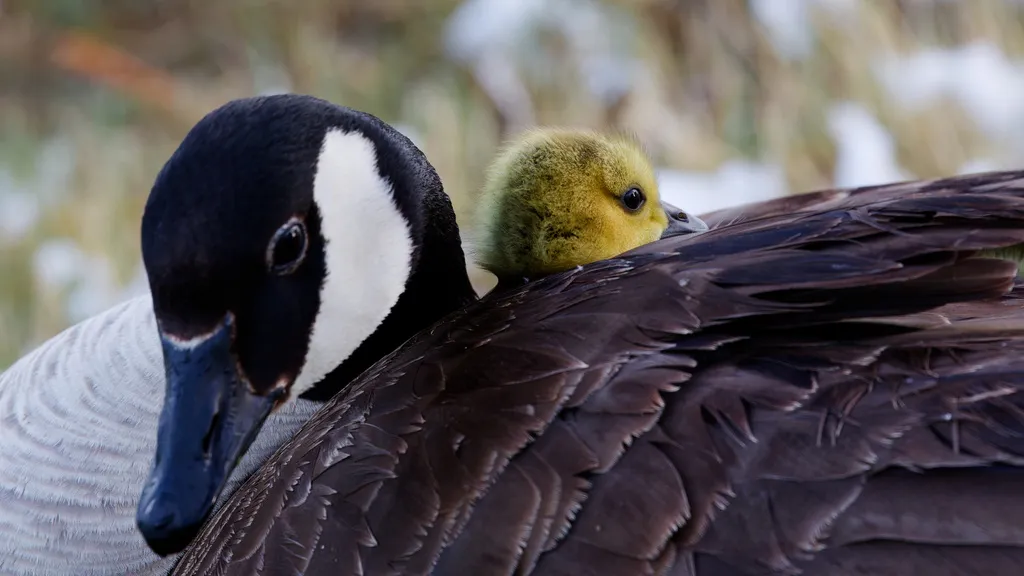 加拿大黑雁(Branta canadensis)
