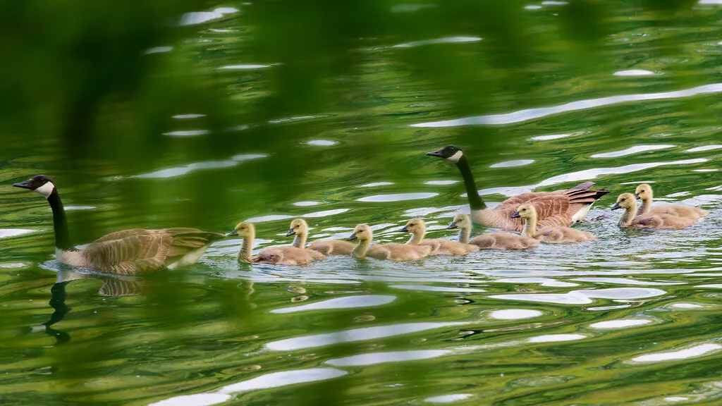 加拿大黑雁(Branta canadensis)