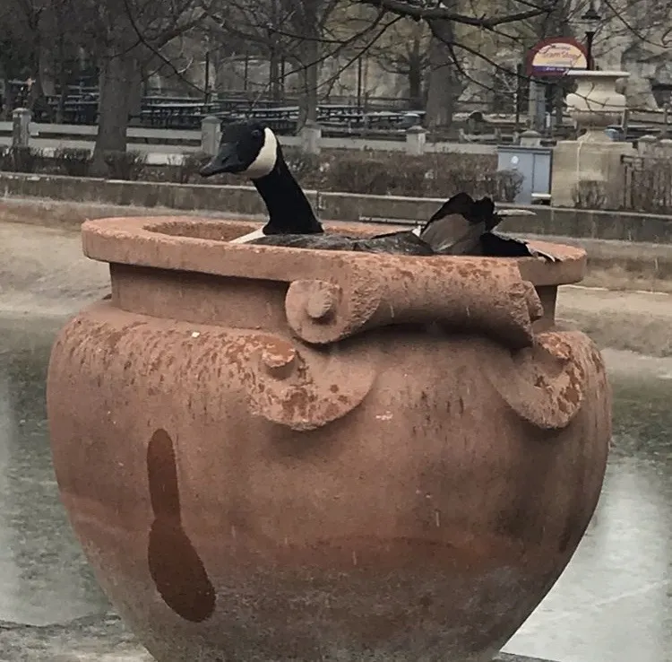 加拿大黑雁(Branta canadensis)