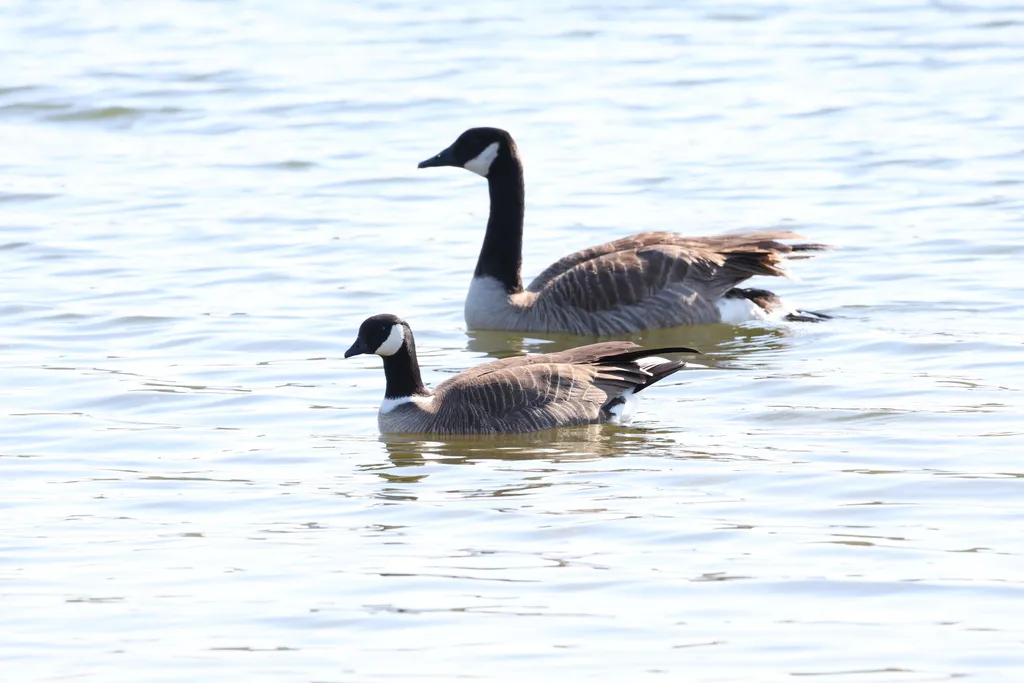 小美洲黑雁（Branta hutchinsii）