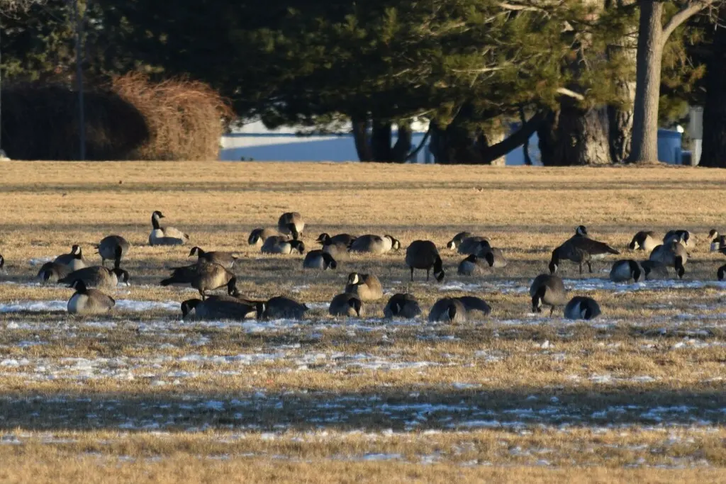 小美洲黑雁（Branta hutchinsii）