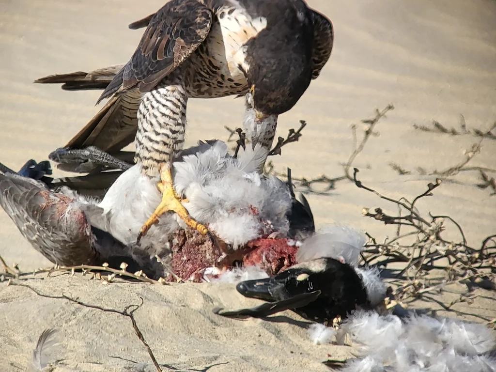 小美洲黑雁（Branta hutchinsii）