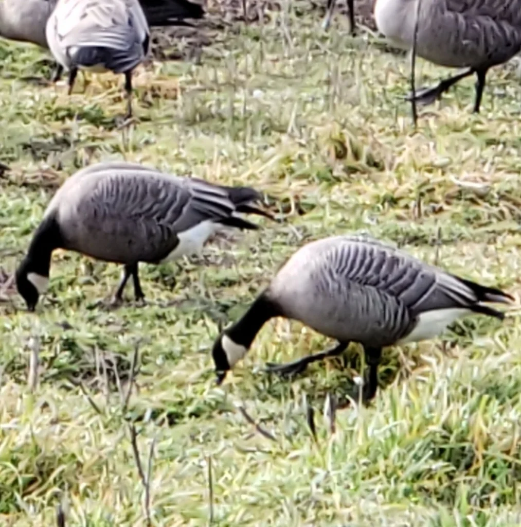 小美洲黑雁（Branta hutchinsii）