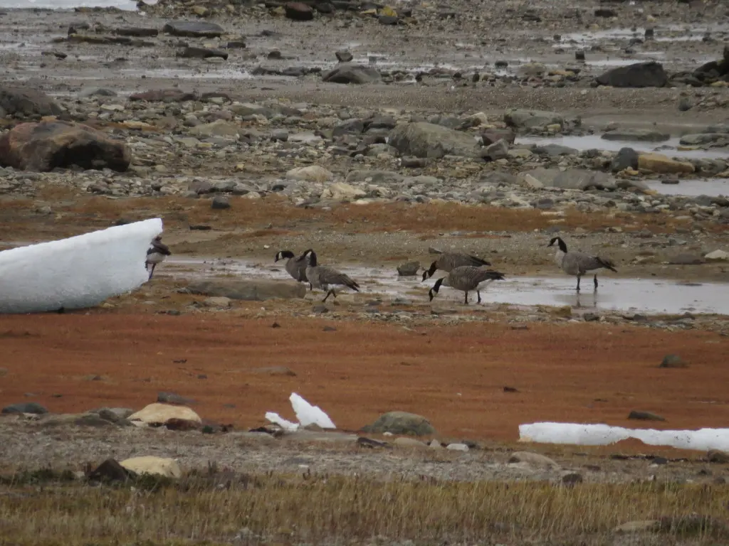 小美洲黑雁（Branta hutchinsii）