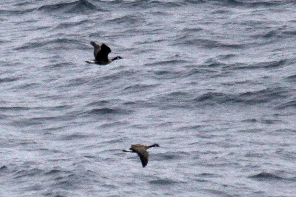 小美洲黑雁（Branta hutchinsii）