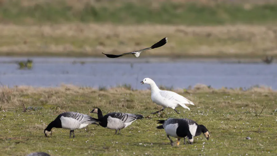 白颊黑雁(Branta leucopsis)