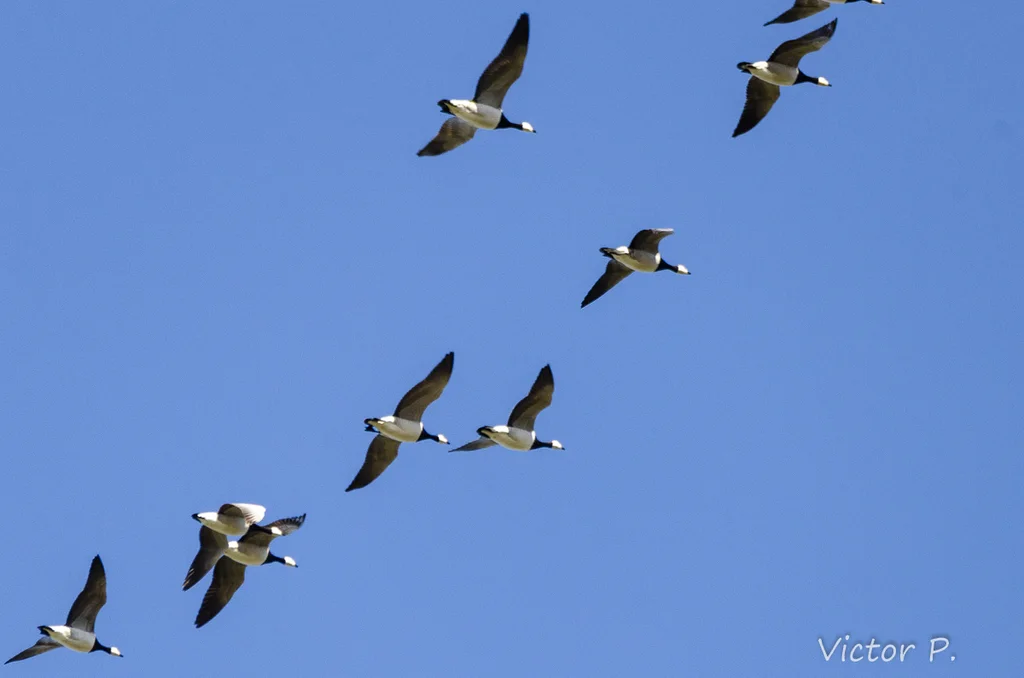 白颊黑雁(Branta leucopsis)