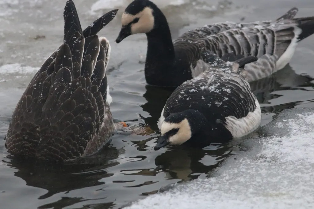白颊黑雁(Branta leucopsis)